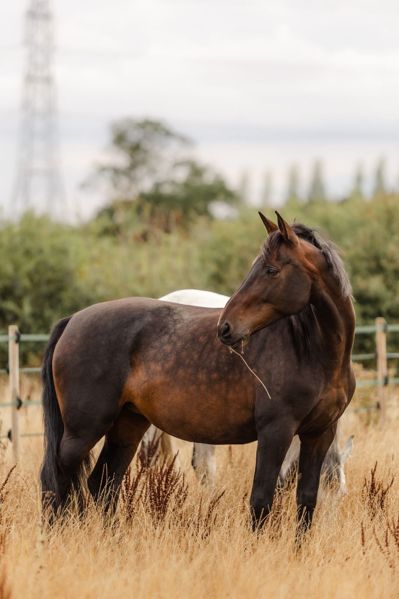 The real Dora, a dark bay horse standing in a summer field